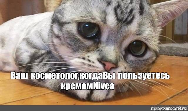 Грустный кот