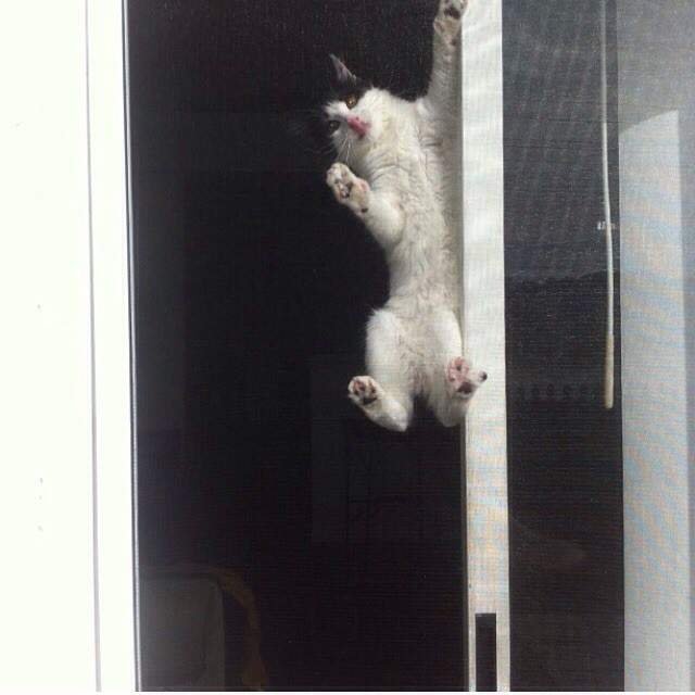 Кот зацепился когтями Мем