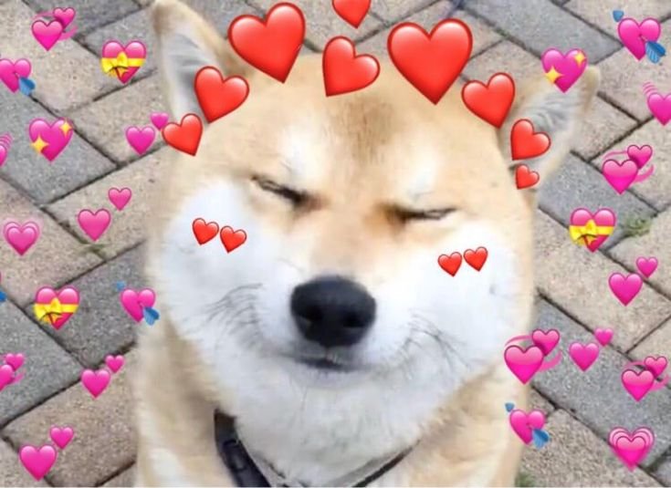 Животные с сердечками