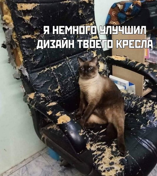 Кот дизайнер прикол