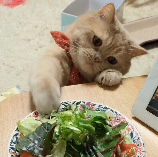 Коты едят салат