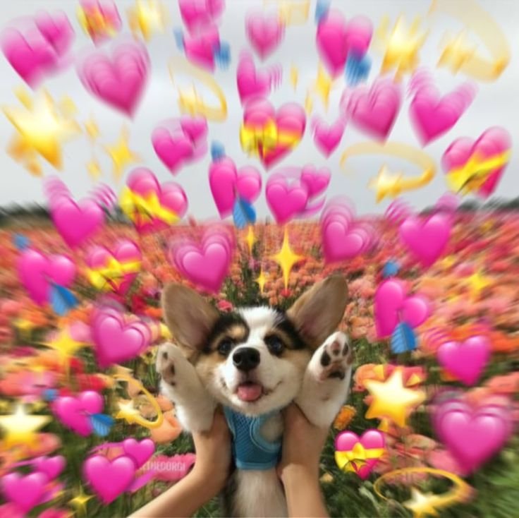 Милые собаки с сердечками