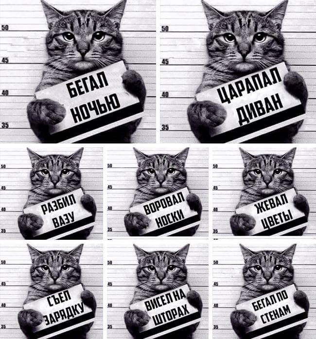 Смешные коты с табличками