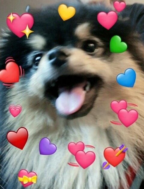 Животные с сердечками