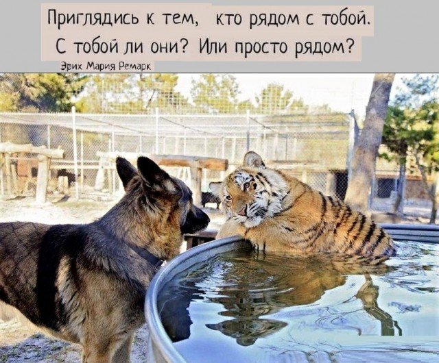 Мемы с собаками