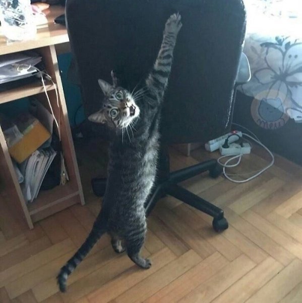 Приколы про кошек