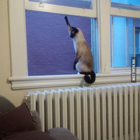 Смешной кот в окне