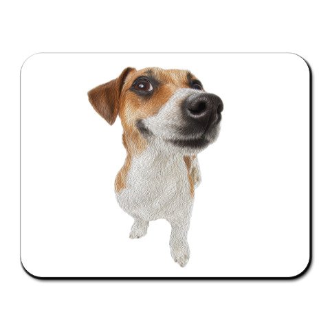 Форма морды у Джек расселов