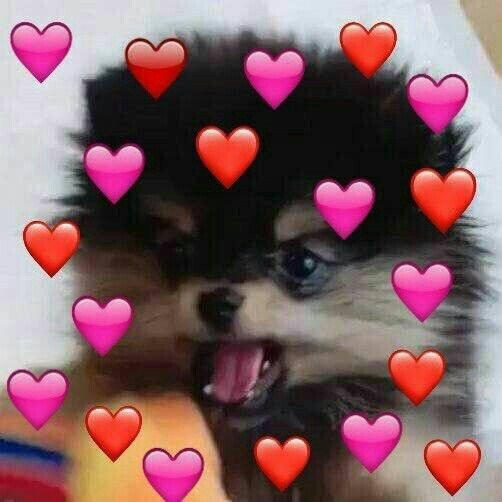 Собака сердечки