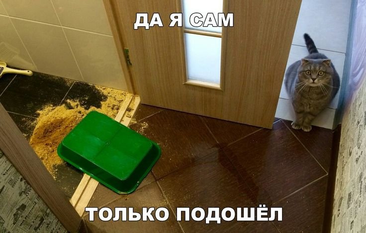 Перевёрнутый кошачий лоток