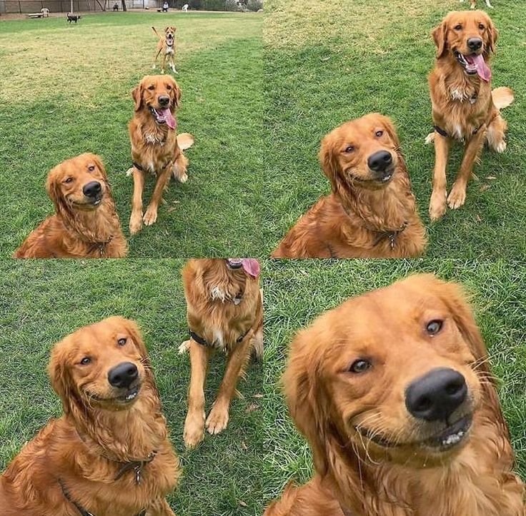 Приколы с собаками