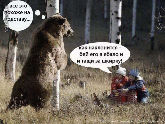 Смешной медведь