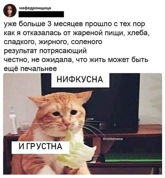 Котик невкусно и грустно