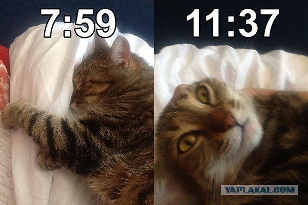Кот проспал