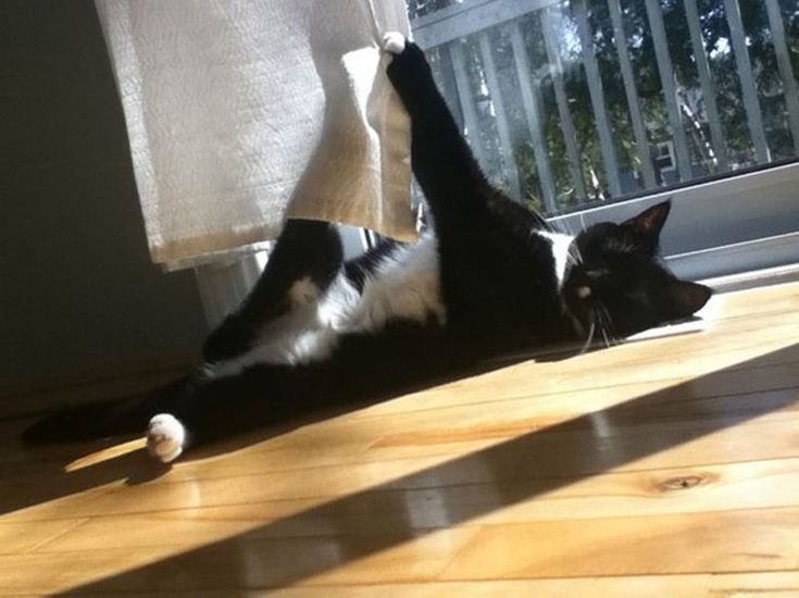 Кот миссия невыполнима