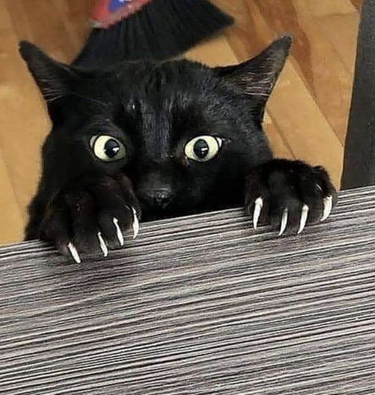 Коготь коты