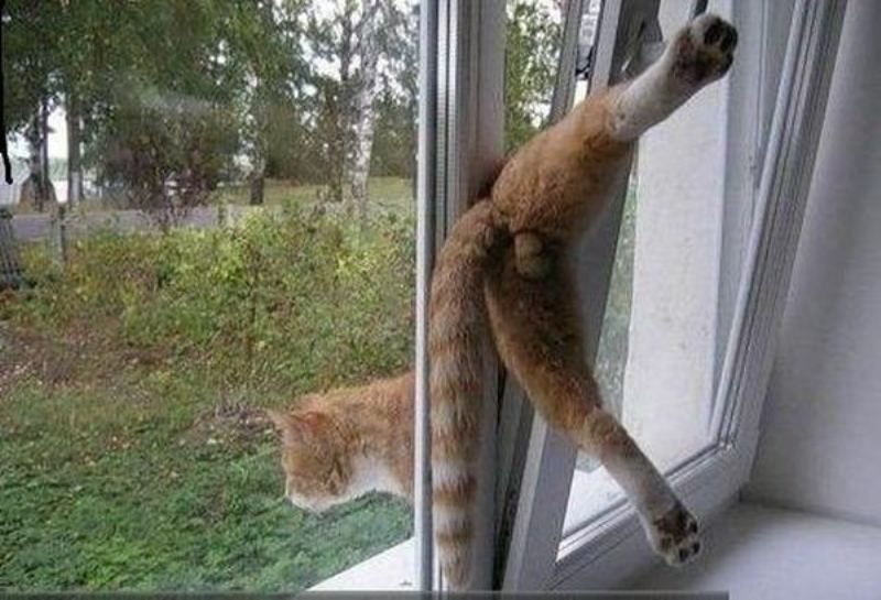 Кот застрял