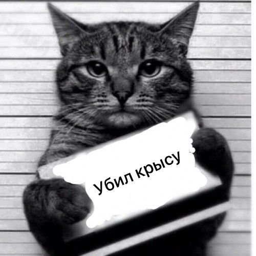 Кот преступник