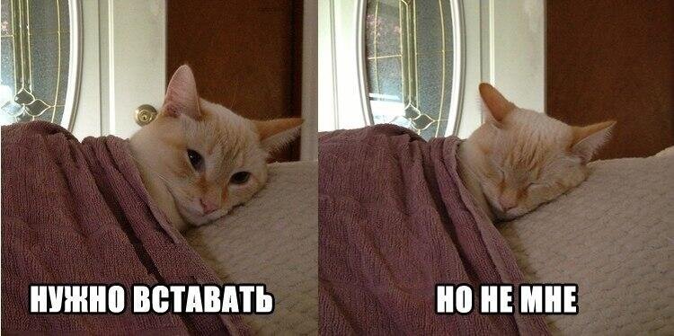 Кот проснулся Мем