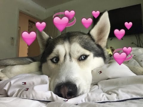 Хаски с сердцем