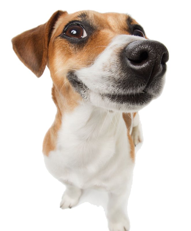 Собака турип ИП