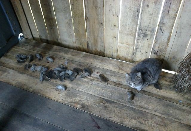 Кошка психанула