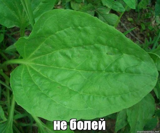 Подорожник не болей