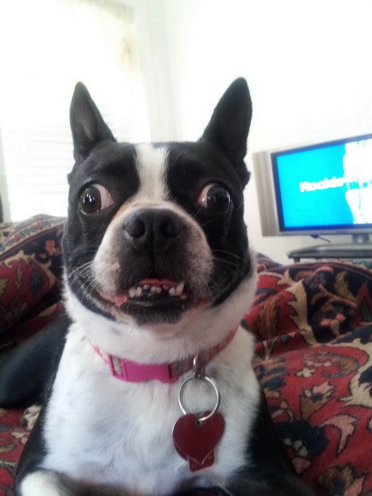 Косоглазый Мопс