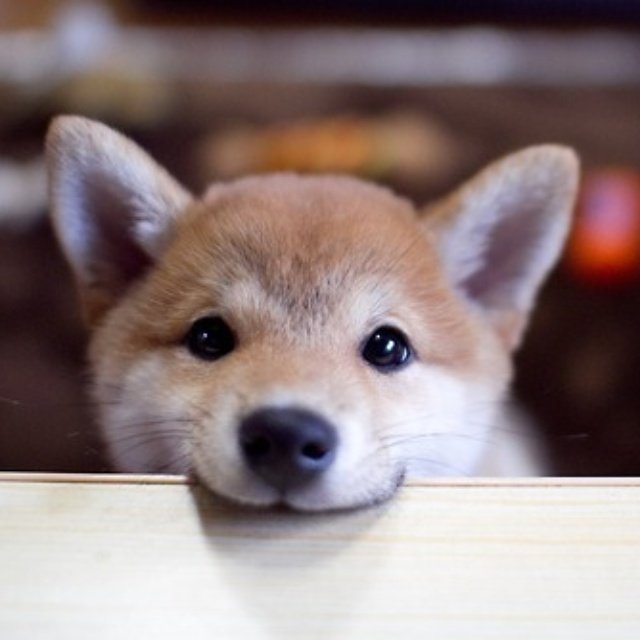 Собаки няшки