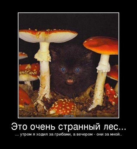 Смешные грибы