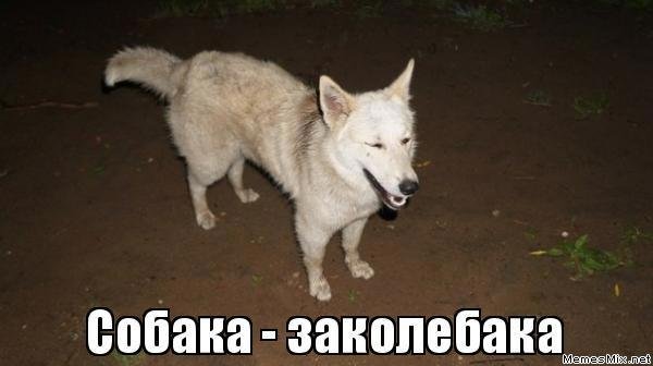 Псина Мем