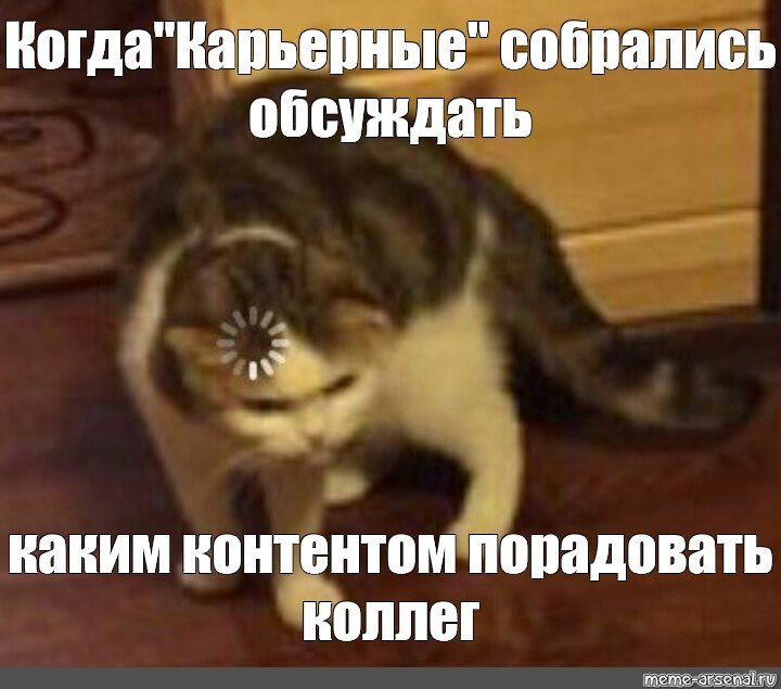 Кот с загрузкой на голове