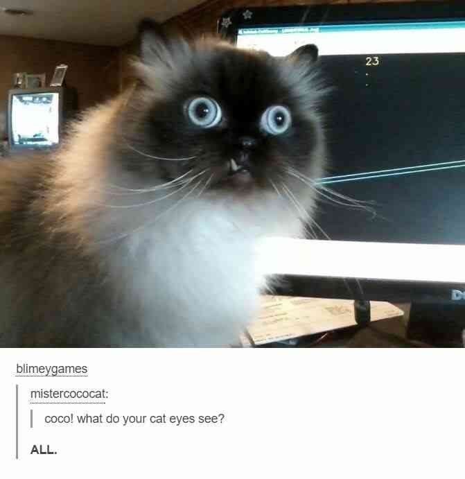 Кот загрузка Мем