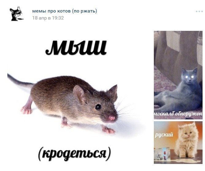 Мышь крадется