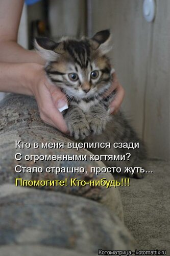 Кот зацепился когтями