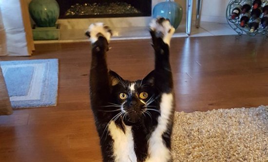 Кот зацепился когтями