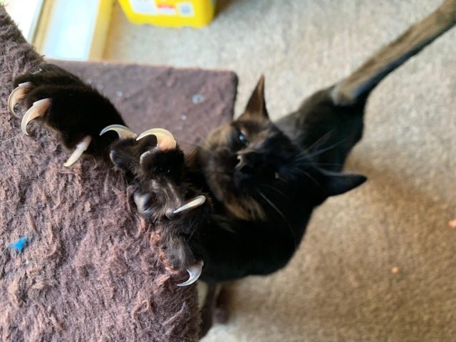 Кот выпускает когти