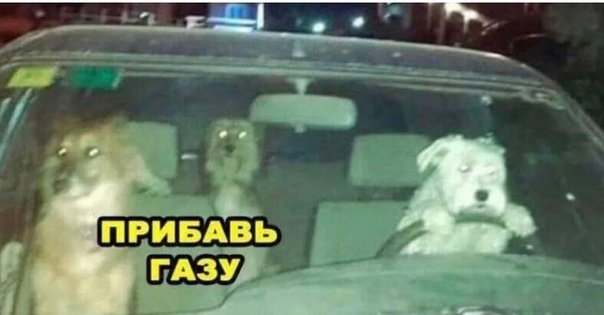 Собака за рулем