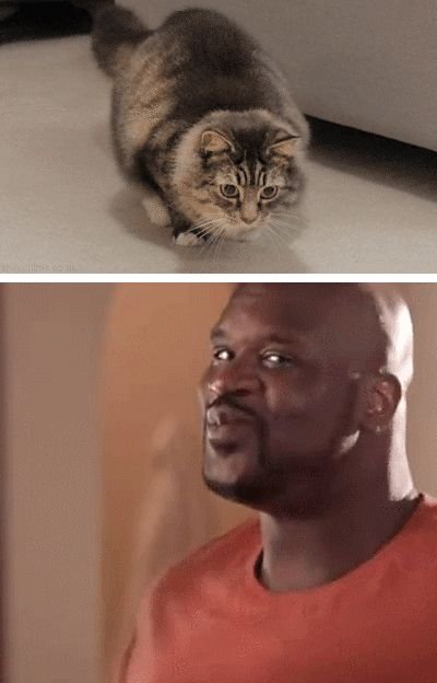 Кот афроамериканец