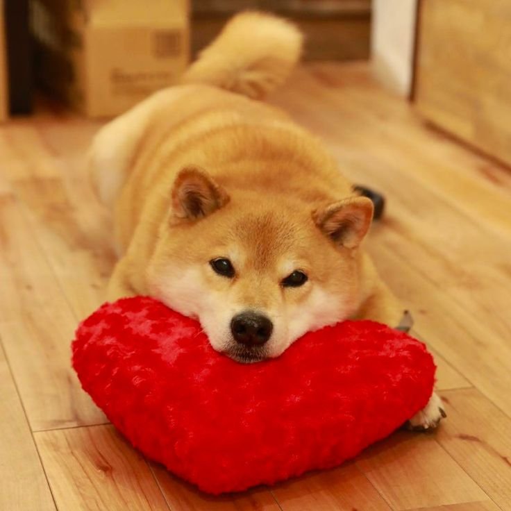 Милые Акита ину