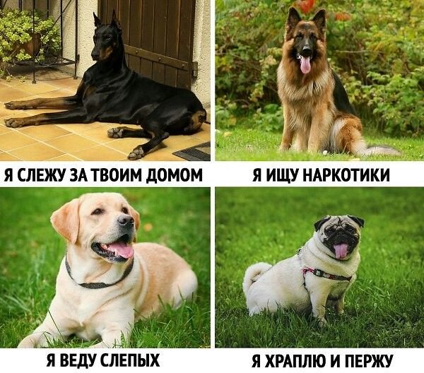 Смешные собаки мемы