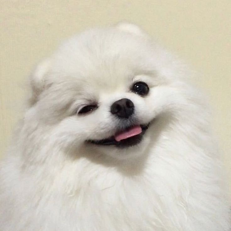 Милая собака с сердечками