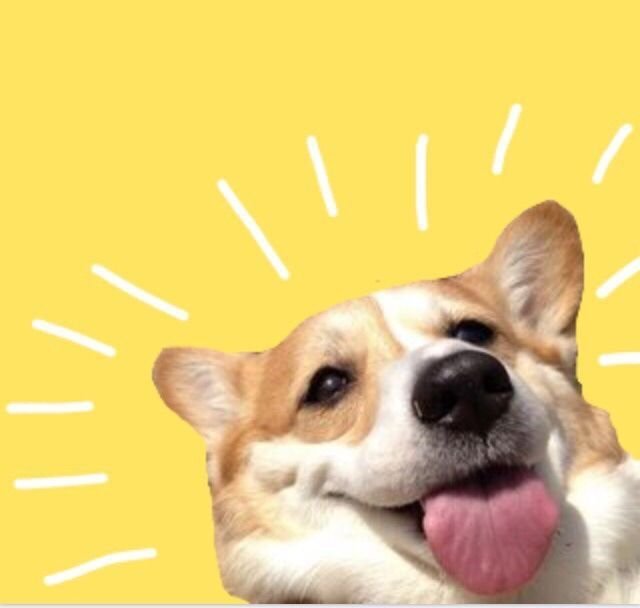 Мистер корги