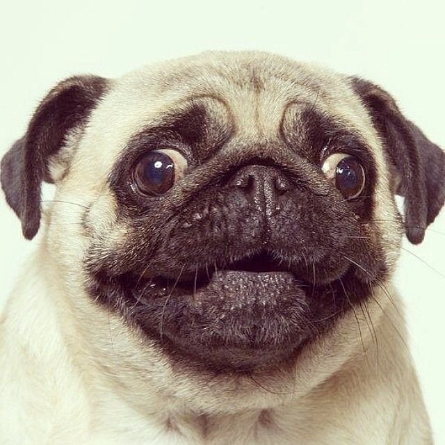 Мопс для фотошопа