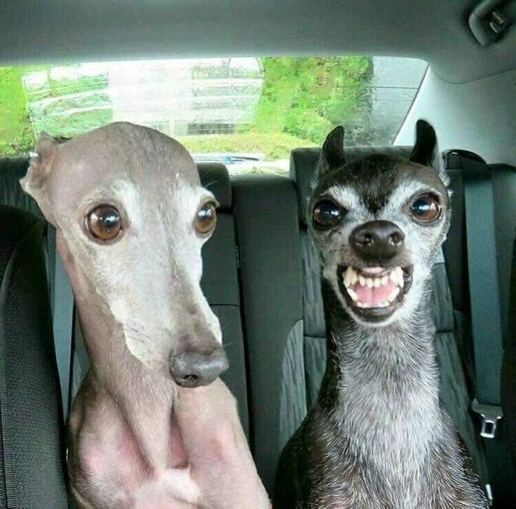 Пес Левретка