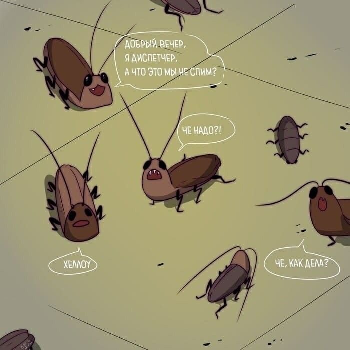 Мемы с тараканами