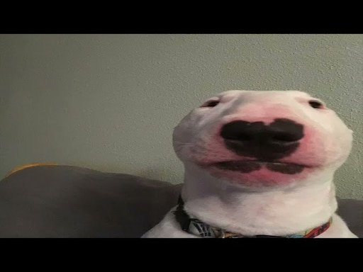 Собака смотрит в камеру