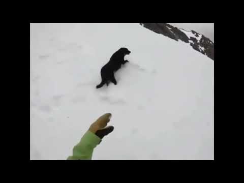 Собачка кубарем с горки