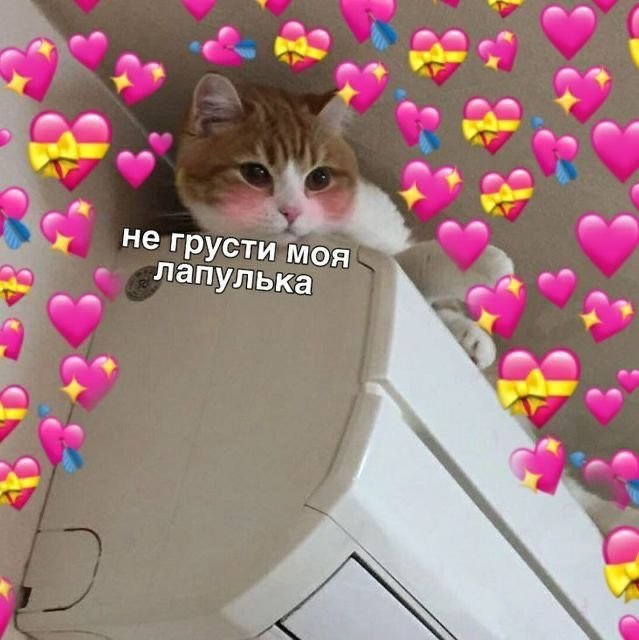 Милые пикчи с котиками