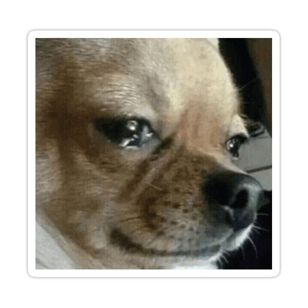 Собака плачет